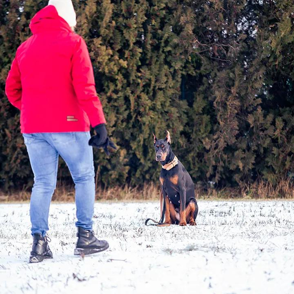 Zdjęcie na okładce dla Happy Dog Behawiorystyka